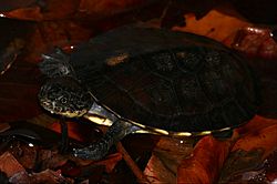 Toadhead Turtle (Mesoclemmys gibba) (24172554167).jpg