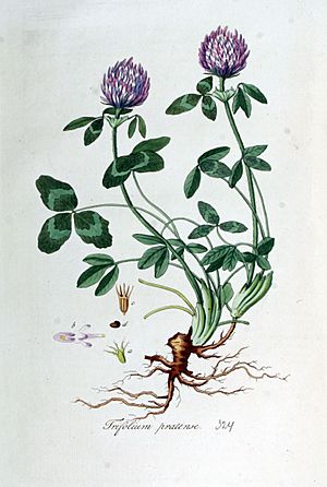 Archivo:Trifolium pratense — Flora Batava — Volume v5