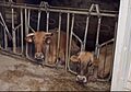 Vacas en Galicia