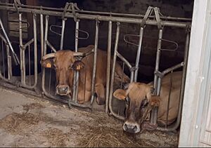 Archivo:Vacas en Galicia