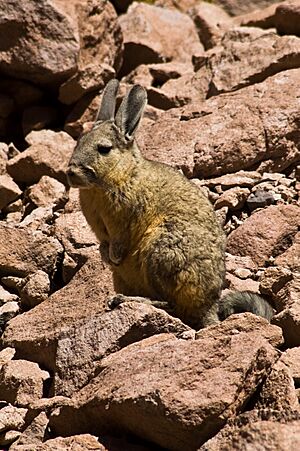 Archivo:Vizcacha in the Atacama