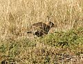 Wild rabbit