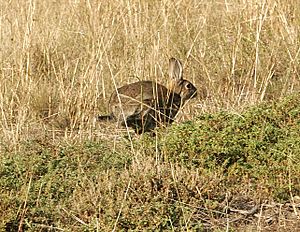 Archivo:Wild rabbit