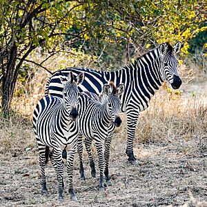 Archivo:Zebra Family Luangwa Zambia Jul23 A7C 05903