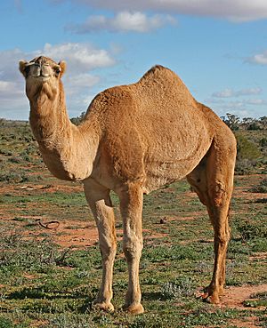 Archivo:07. Camel Profile, near Silverton, NSW, 07.07.2007