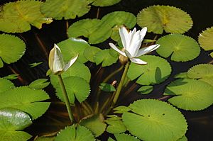 Archivo:2007 nymphaea lotus