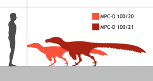 Archivo:Adasaurus size