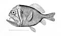Anoplogaster cornuta
