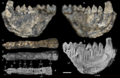 Anthradapis - Chavasseau et al 2019 cropped