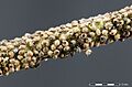 Aphids - Family Aphididae - parasitized by parasitoid wasps - aphidiids - Subfamily Aphidiinae - Blattlaus - Blattlauswespe - 06