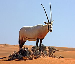 Archivo:Arabian oryx (oryx leucoryx)