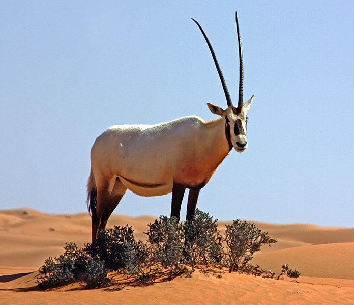 Arabian oryx (oryx leucoryx)