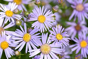 Archivo:Aster amellus - blooms (aka)