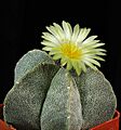 Astrophytum myriostigma first flower