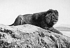 Archivo:Barbary lion