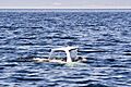 Beluga Whale Tadoussac Quebec Canada Luca Galuzzi 2005