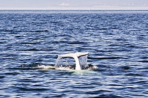 Archivo:Beluga Whale Tadoussac Quebec Canada Luca Galuzzi 2005