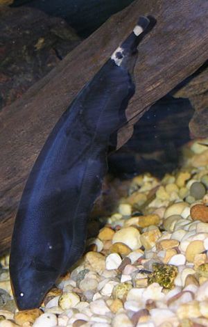 Archivo:Black Ghost Knifefish 400