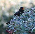 Blackbird in Madrid (Spain) 05