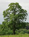 Blismes elm 2007