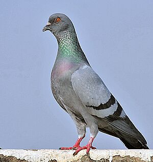 Archivo:Blue Rock Pigeon (Columba livia) in Kolkata I IMG 9762