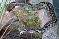 Boa constrictor occidentalis (2)
