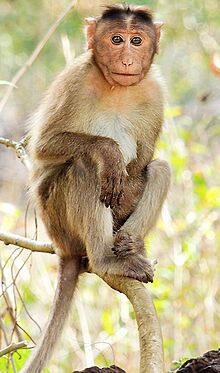 Archivo:Bonnet macaque (Macaca radiata) Photograph By Shantanu Kuveskar