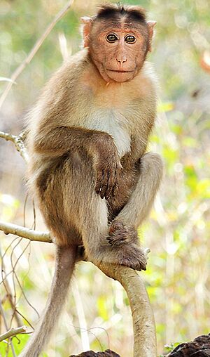 Archivo:Bonnet macaque (Macaca radiata) Photograph By Shantanu Kuveskar