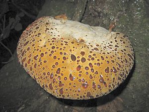 Archivo:Bracket fungus at Morningthorpe Green - geograph.org.uk - 559432