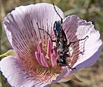 Archivo:Calochortus striatus 7 with wasp