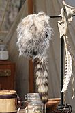 Cap of American opossum with a raccoon tail (Davy Crockett style).jpg