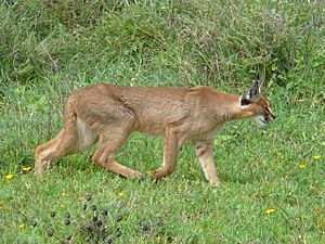 Archivo:Caracal hunting in the serengeti