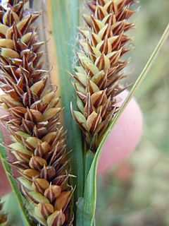 Archivo:Carex nebrascensis (6442152367)