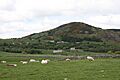 Castlewellan countryside, May 2010 (21)