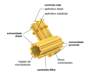 Archivo:Centriole pt