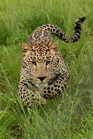 Archivo:Charging Leopard-001