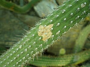 Archivo:Cleistocactus candelilla 2020-02-08 7904