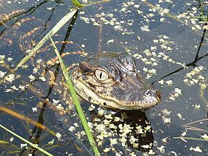 Archivo:Closeup of American alligator baby (6947786884)