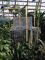 Coco de Mer seed in incubation at Garfield park conservatory 2014