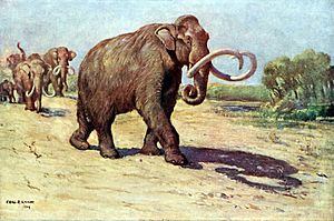 Archivo:Columbian mammoth