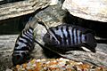 Convicts Cichlids