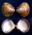 Corbicula fluminalis