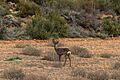 Corzo (Capreolus capreolus), Santa María de Huerta, Soria, España, 2018-04-06, DD 37