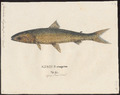 Curimatus elongatus - 1700-1880 - Print - Iconographia Zoologica - Special Collections University of Amsterdam - UBA01 IZ14700021