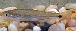 Cyprinella venusta.jpg