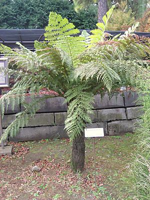 Archivo:Dicksonia antarctica in Koishikawa gardens
