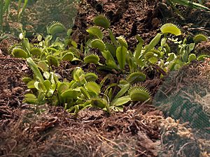 Archivo:Dionaea muscipula01