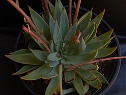 Echeveria subalpina 3.jpg