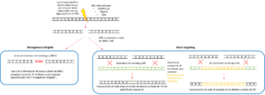Archivo:Esquema mostrando los mecanismos de la gene targeting