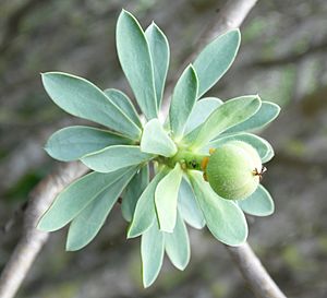 Archivo:Euphorbia balsamifera kz1